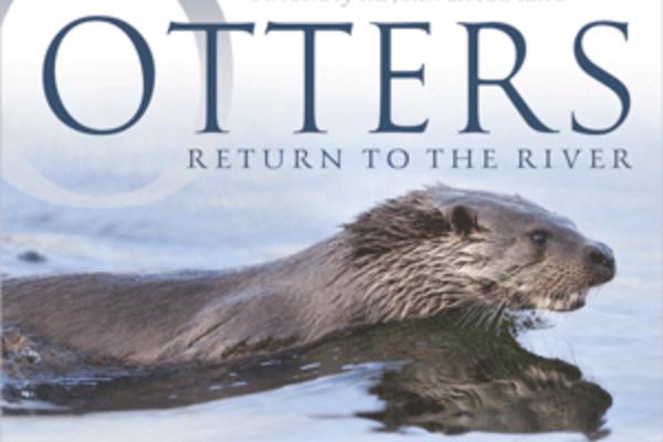Otters Return To The River
